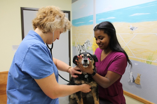 Doctor Performing Wellness Exam