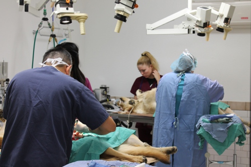 Veterinarians performing surgery